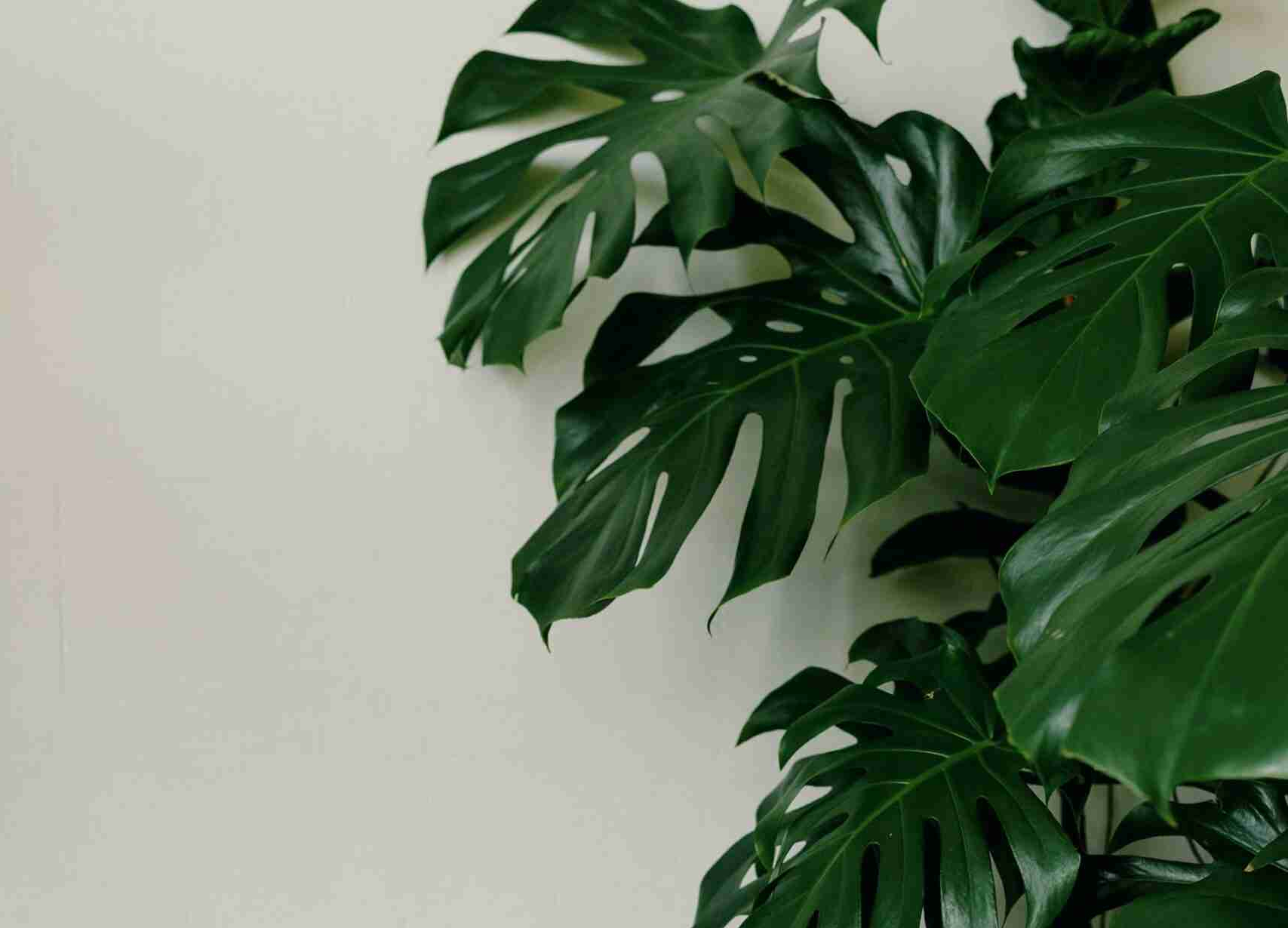 caitlin bell psychology therapy house plant green monstera